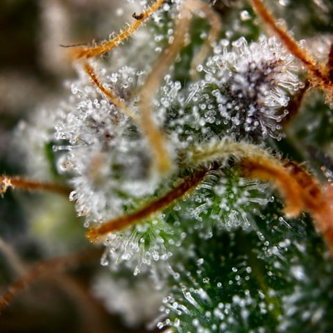 Pineapple Express growlog timeline photo