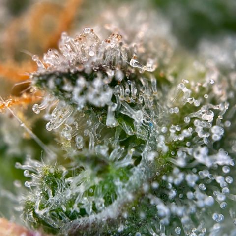 Pineapple Express growlog timeline photo
