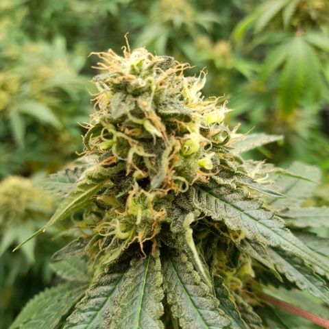 Gelato growlog photo: ฟลัสน้ำ วันที่ 4