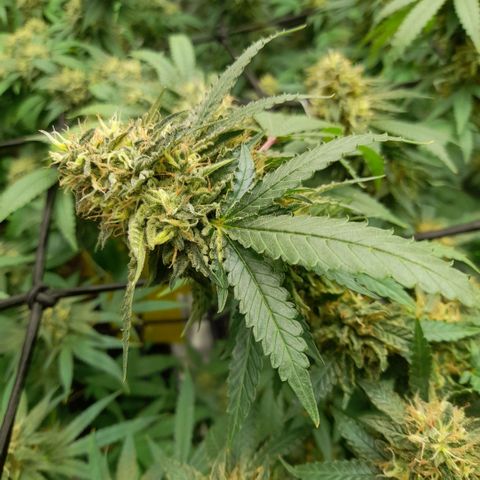 Gelato growlog photo: ฟลัสน้ำ วันที่ 4