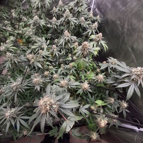 Gelato growlog photo: ฟลัสน้ำ วันที่ 4