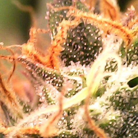 Gelato growlog timeline photo