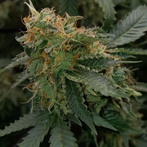 Gelato growlog timeline photo