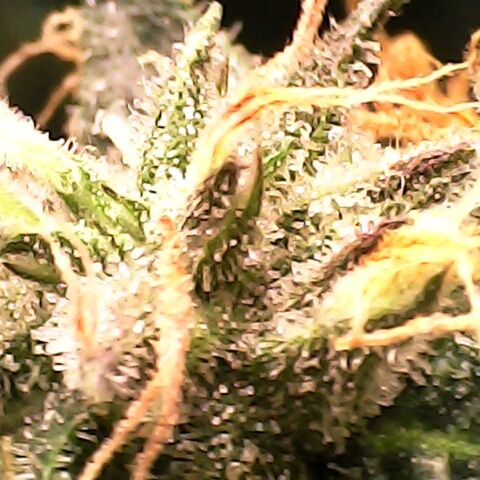 Gelato growlog timeline photo