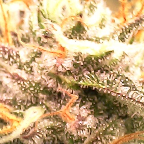 Gelato growlog timeline photo