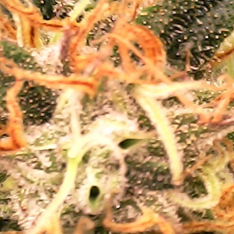 Gelato growlog timeline photo