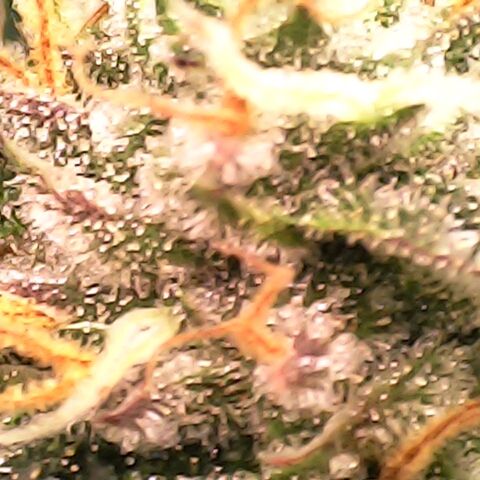 Gelato growlog timeline photo