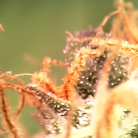Gelato growlog timeline photo
