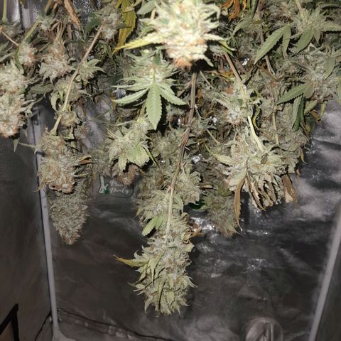 Gelato growlog timeline photo