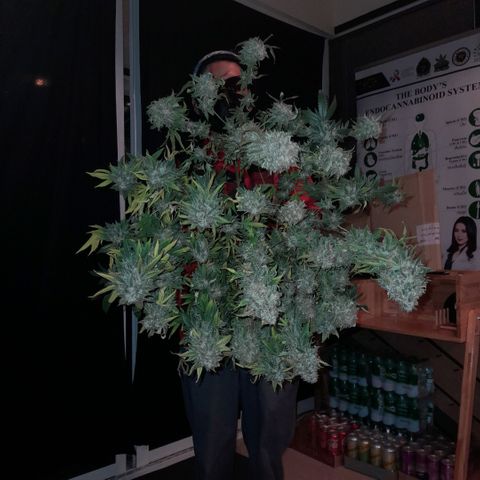 Gelato growlog timeline photo