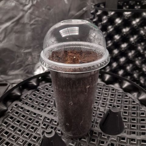Gelato growlog timeline photo
