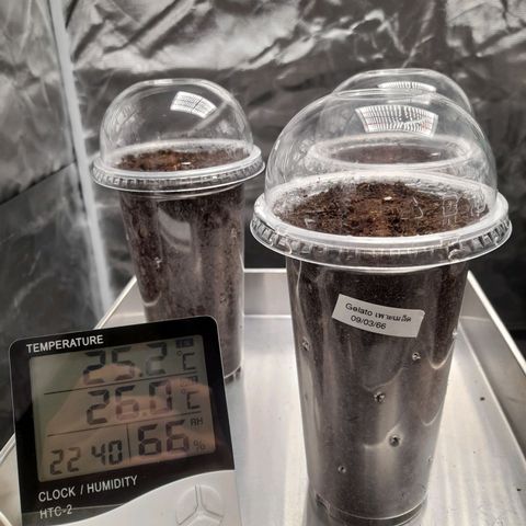 Gelato growlog timeline photo