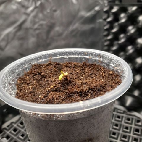 Gelato growlog timeline photo