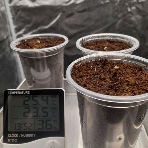 Gelato growlog timeline photo