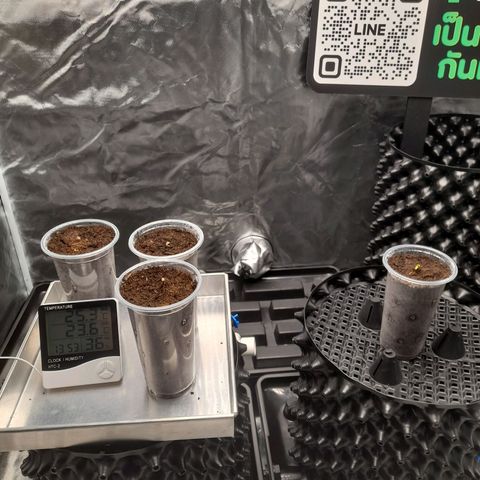 Gelato growlog timeline photo