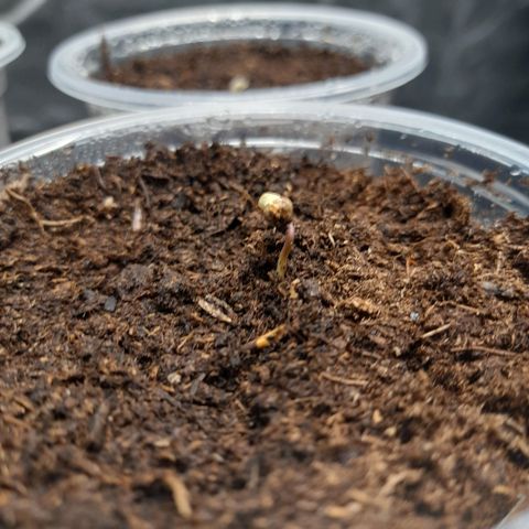 Gelato growlog timeline photo