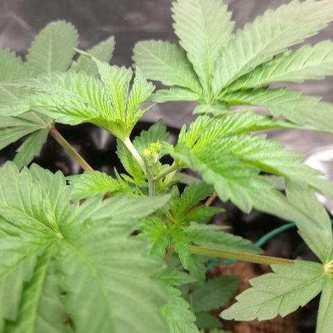 Gelato growlog timeline photo