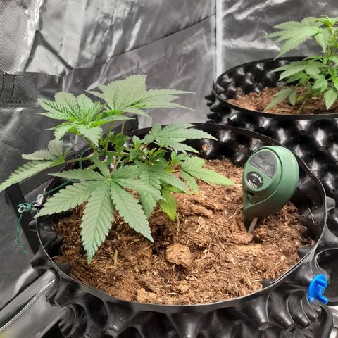 Gelato growlog timeline photo