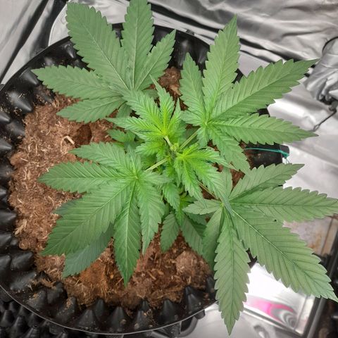Gelato growlog timeline photo