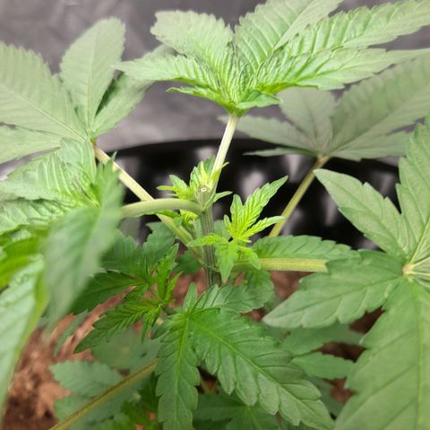 Gelato growlog timeline photo