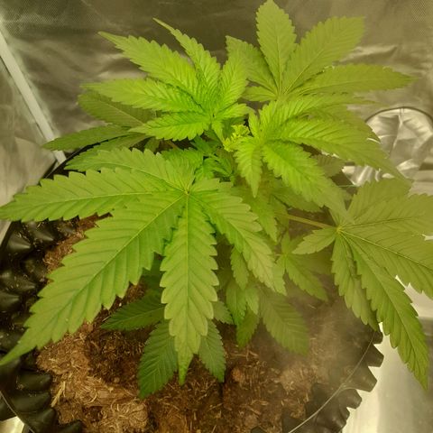 Gelato growlog timeline photo