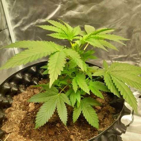 Gelato growlog timeline photo