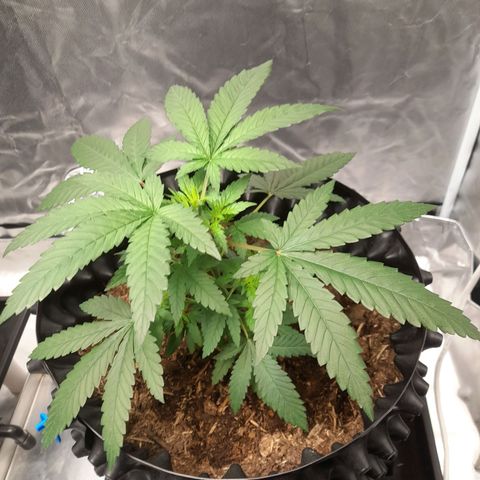 Gelato growlog timeline photo