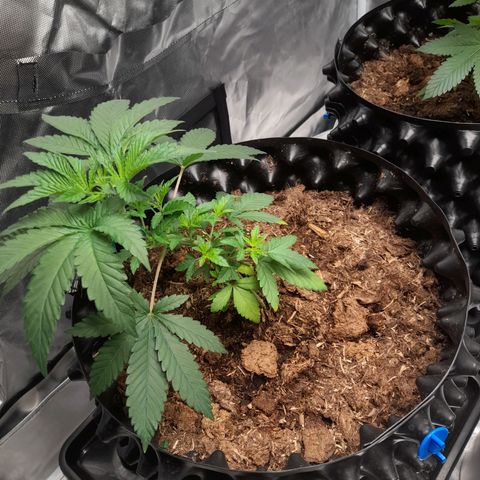 Gelato growlog timeline photo