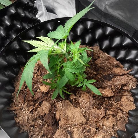 Gelato growlog timeline photo