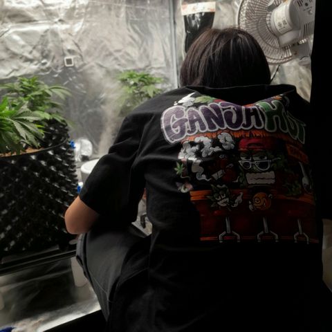 Gelato growlog timeline photo