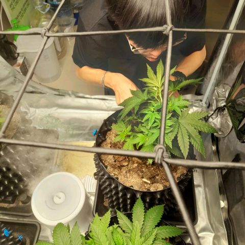 Gelato growlog timeline photo