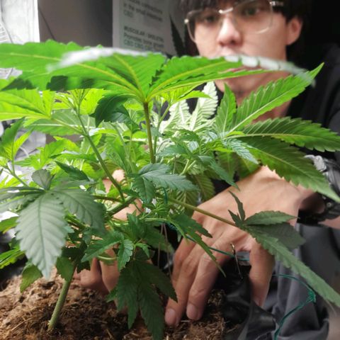 Gelato growlog timeline photo