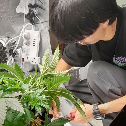 Gelato growlog timeline photo