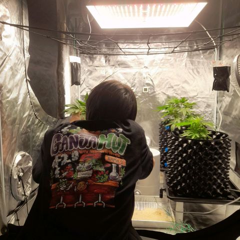 Gelato growlog timeline photo
