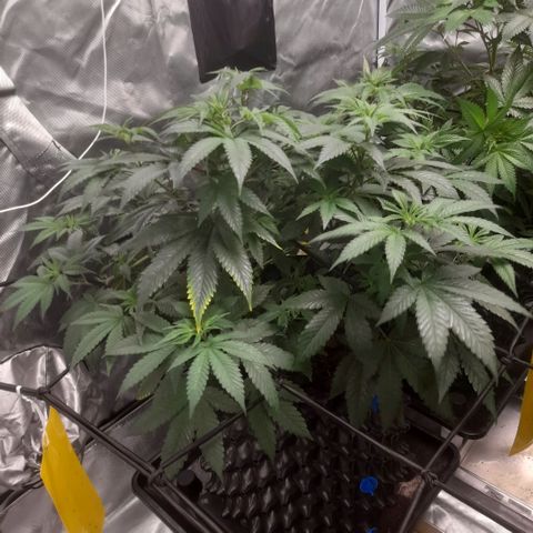 Gelato growlog timeline photo