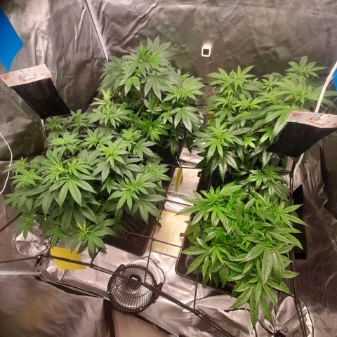 Gelato growlog timeline photo