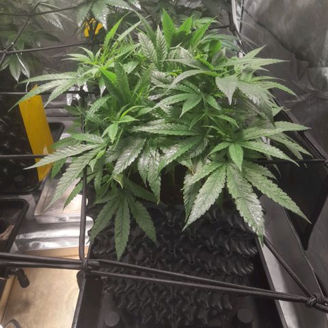 Gelato growlog timeline photo
