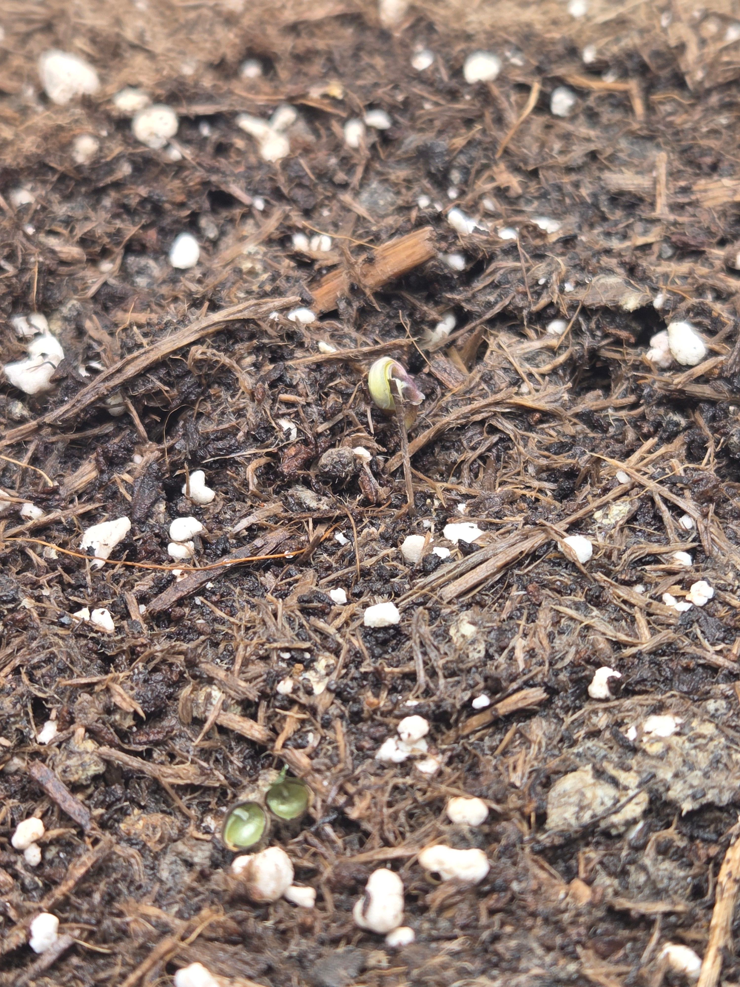 Biscotti πͺβοΈ growlog photo 5