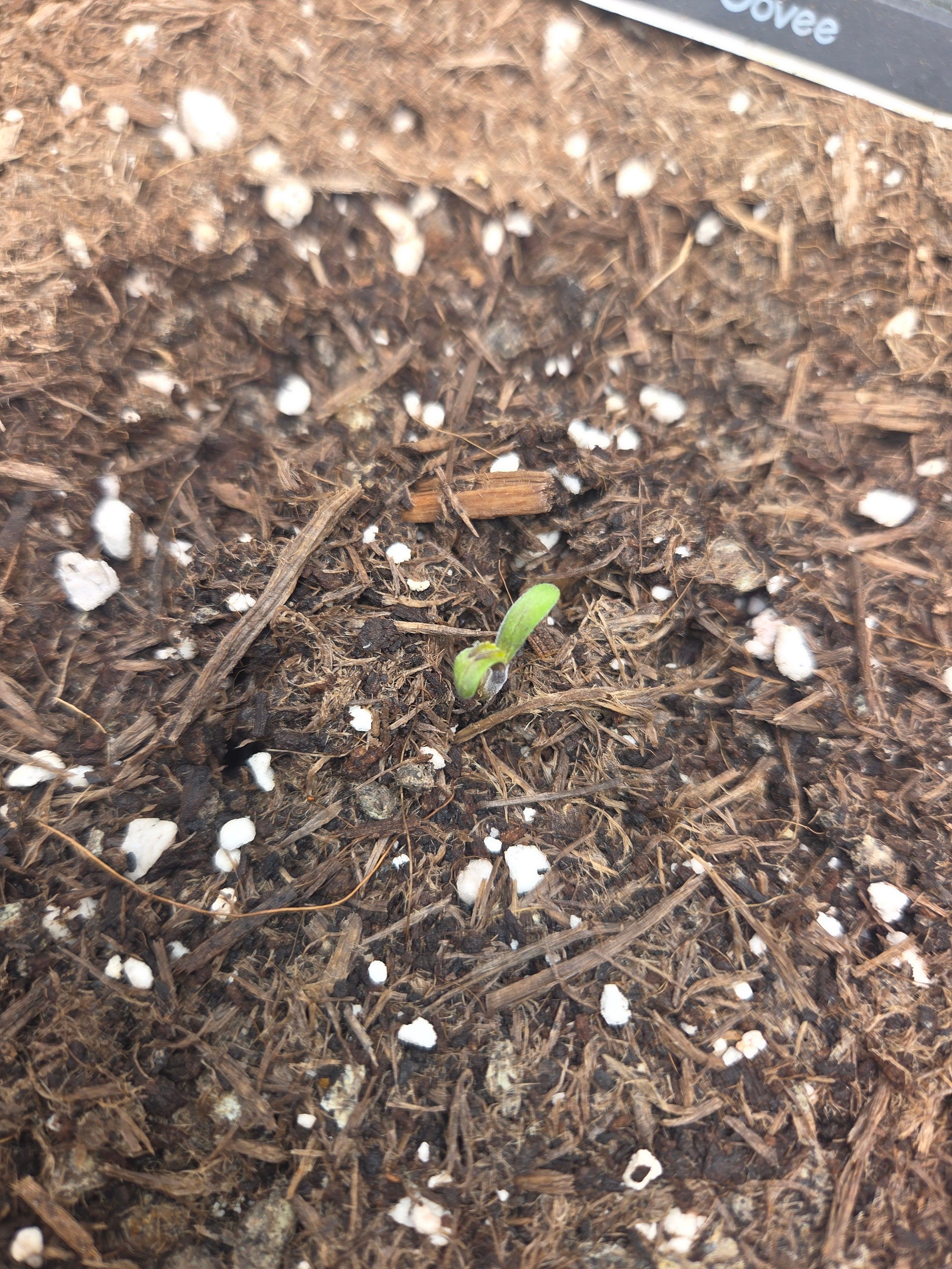 Biscotti πͺβοΈ growlog photo 6