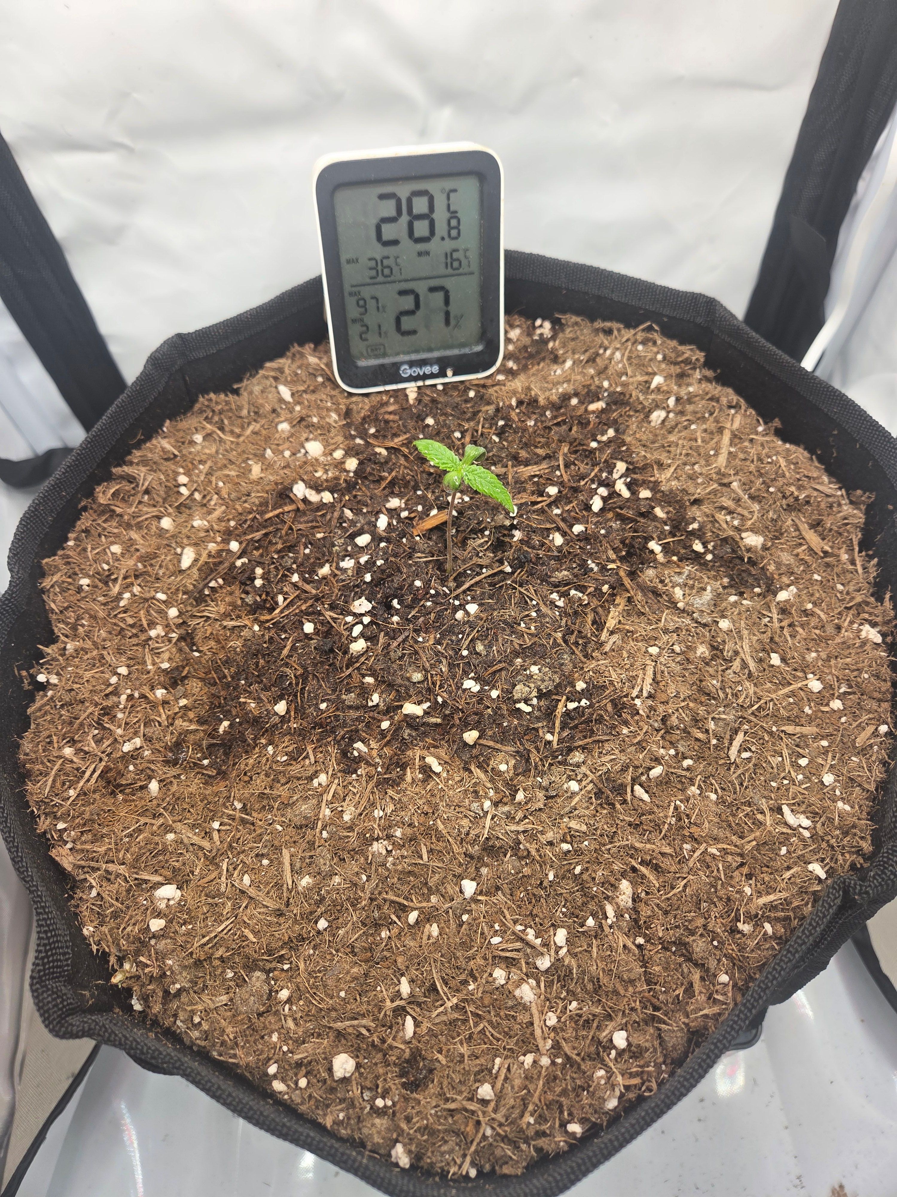 Biscotti πͺβοΈ growlog photo 8