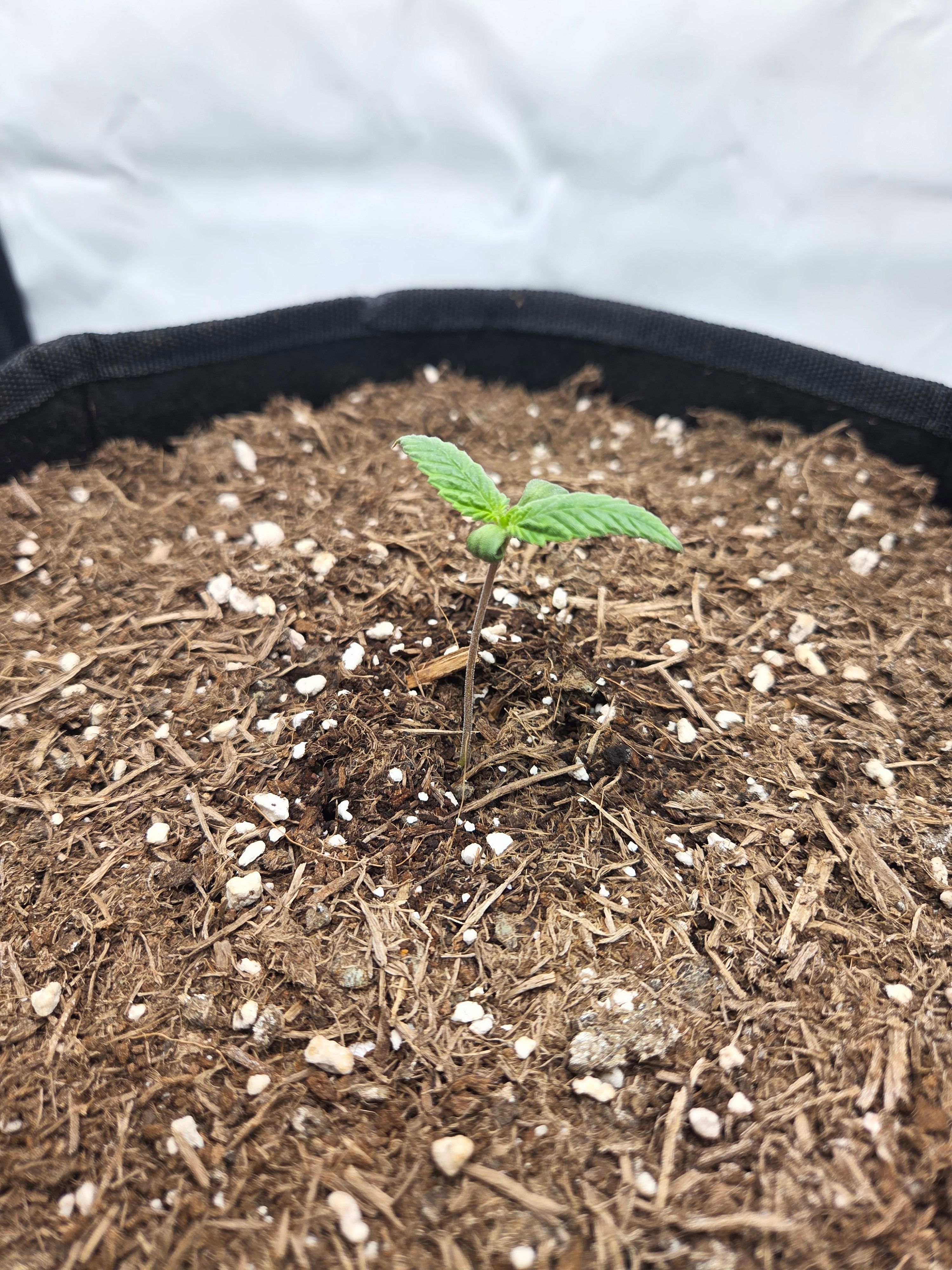 Biscotti πͺβοΈ growlog photo 9