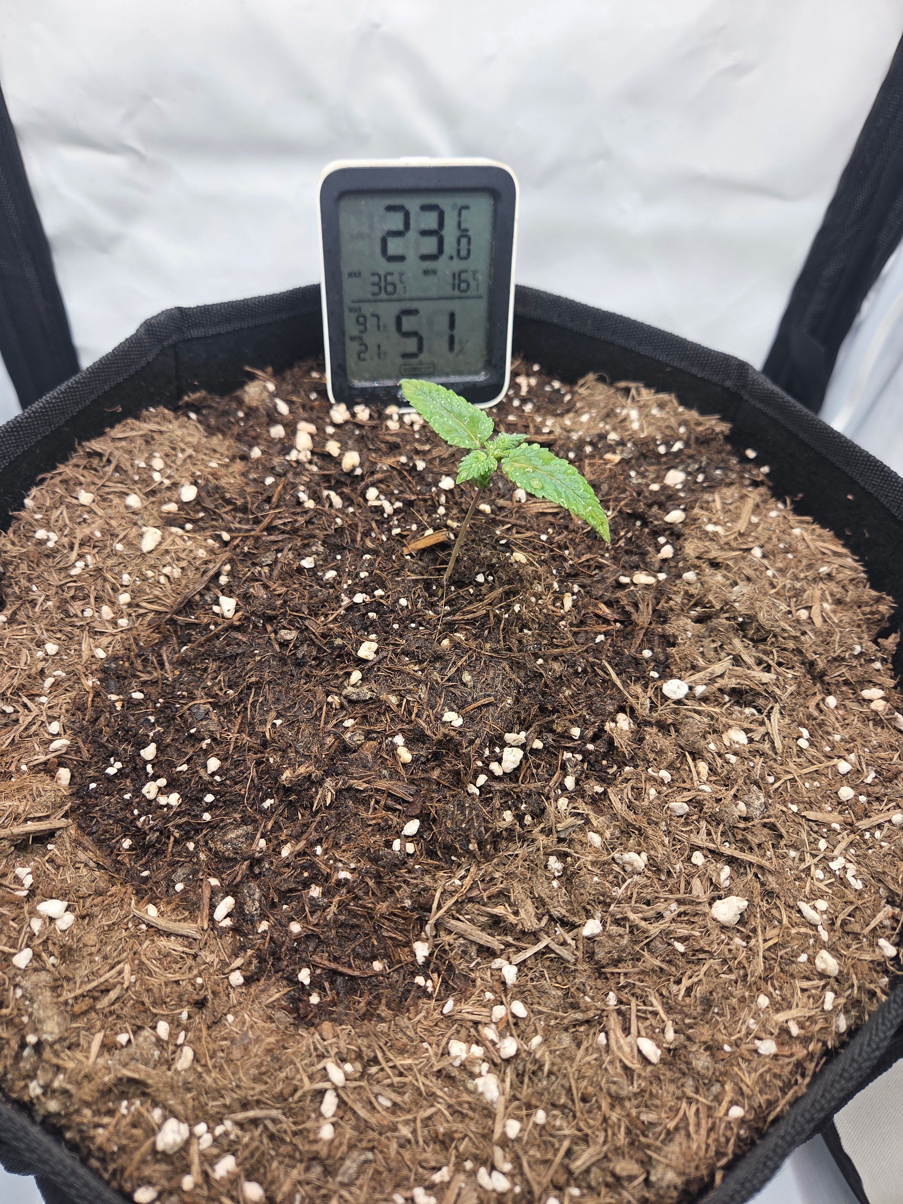 Biscotti πͺβοΈ growlog photo 11