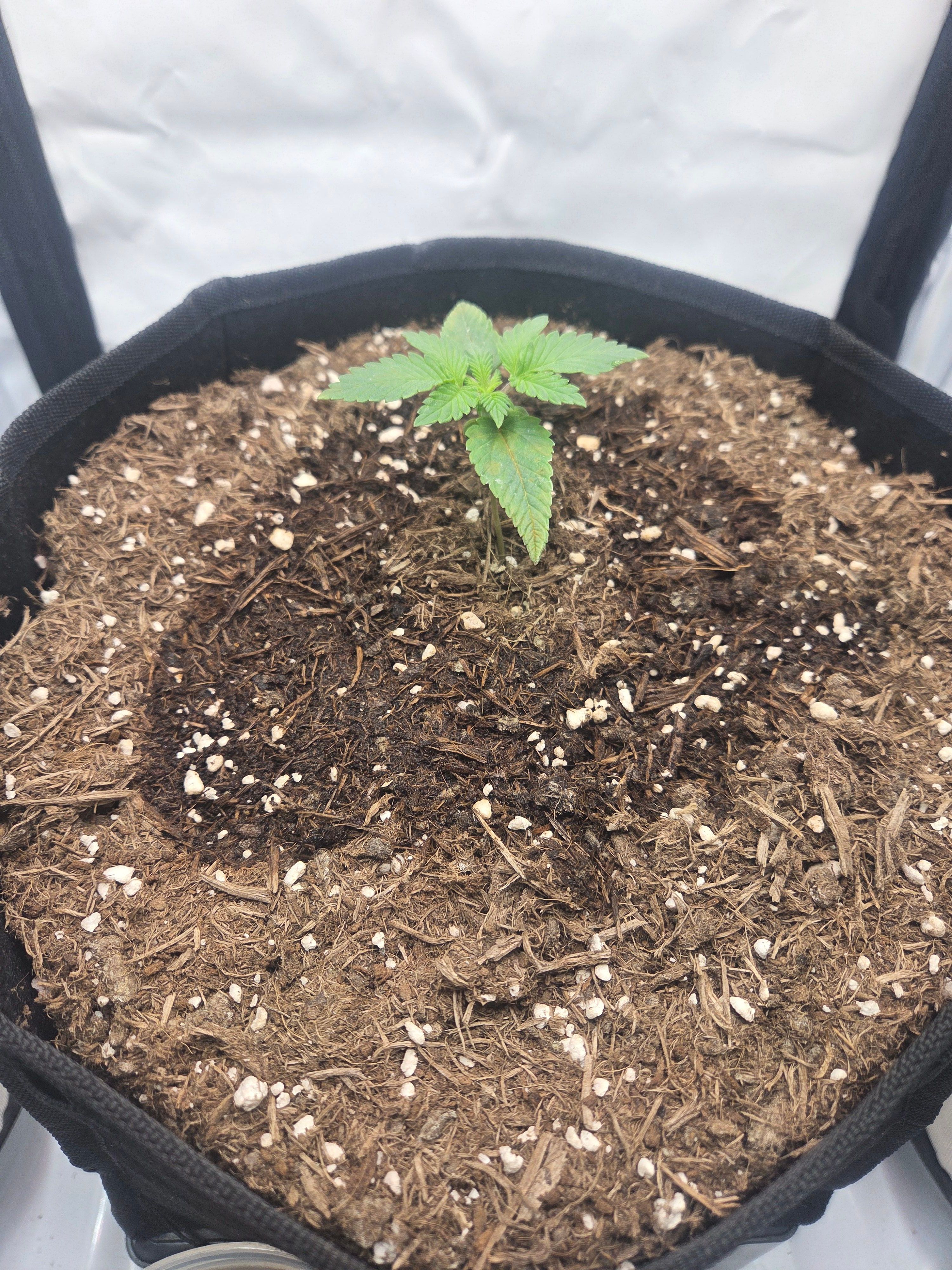 Biscotti πͺβοΈ growlog photo 13