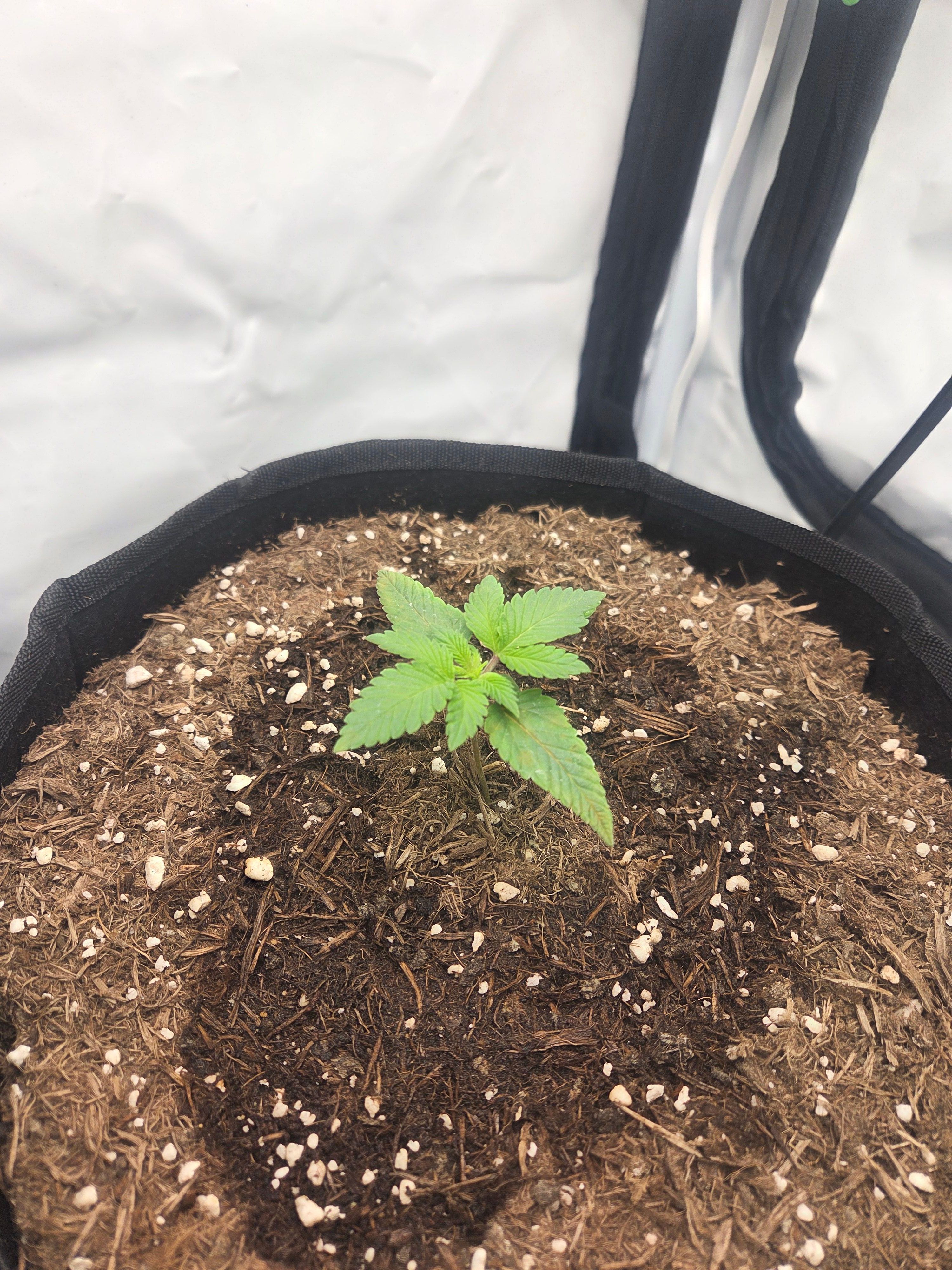 Biscotti πͺβοΈ growlog photo 12