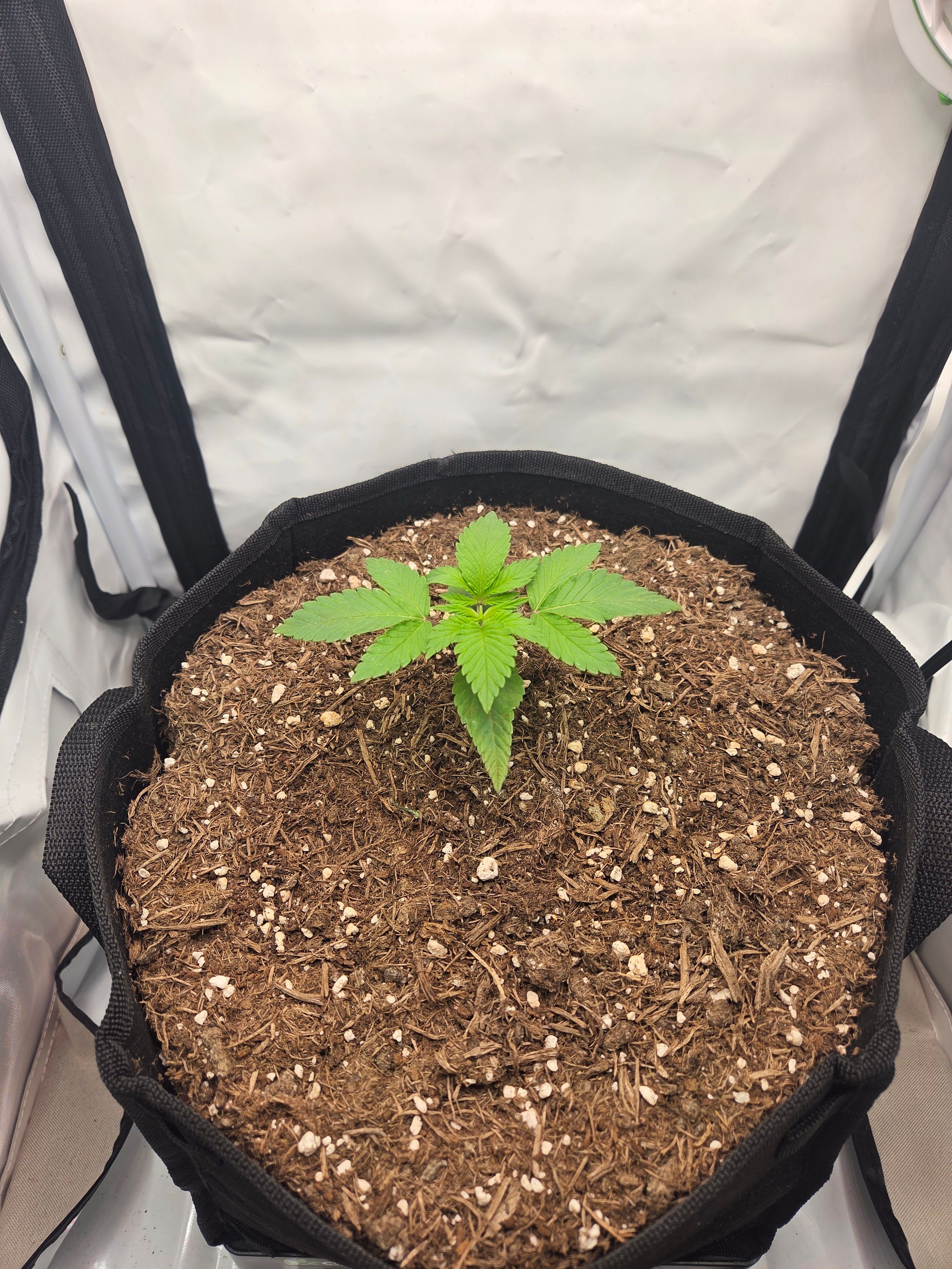 Biscotti πͺβοΈ growlog photo 15