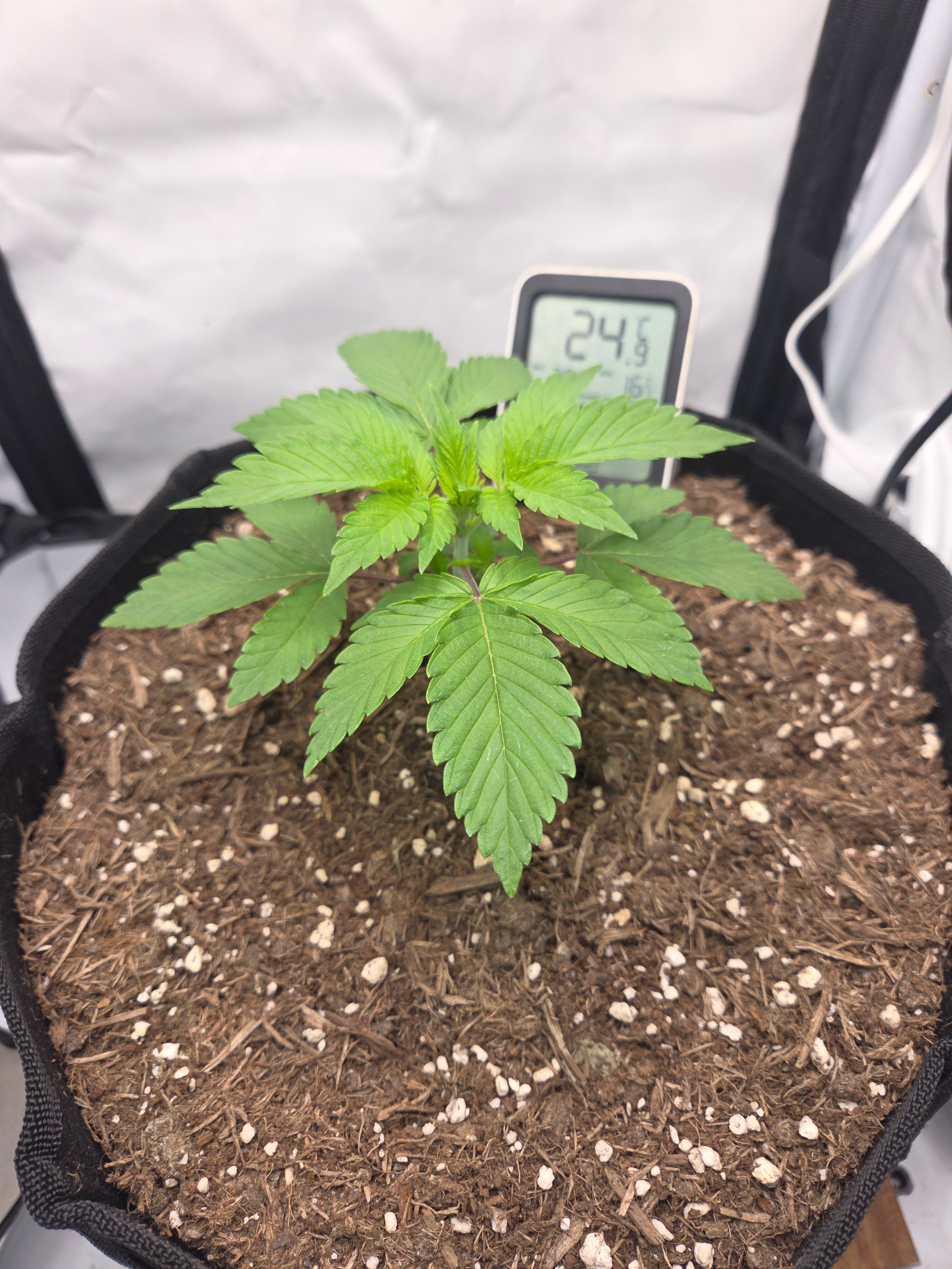 Biscotti πͺβοΈ growlog photo 16