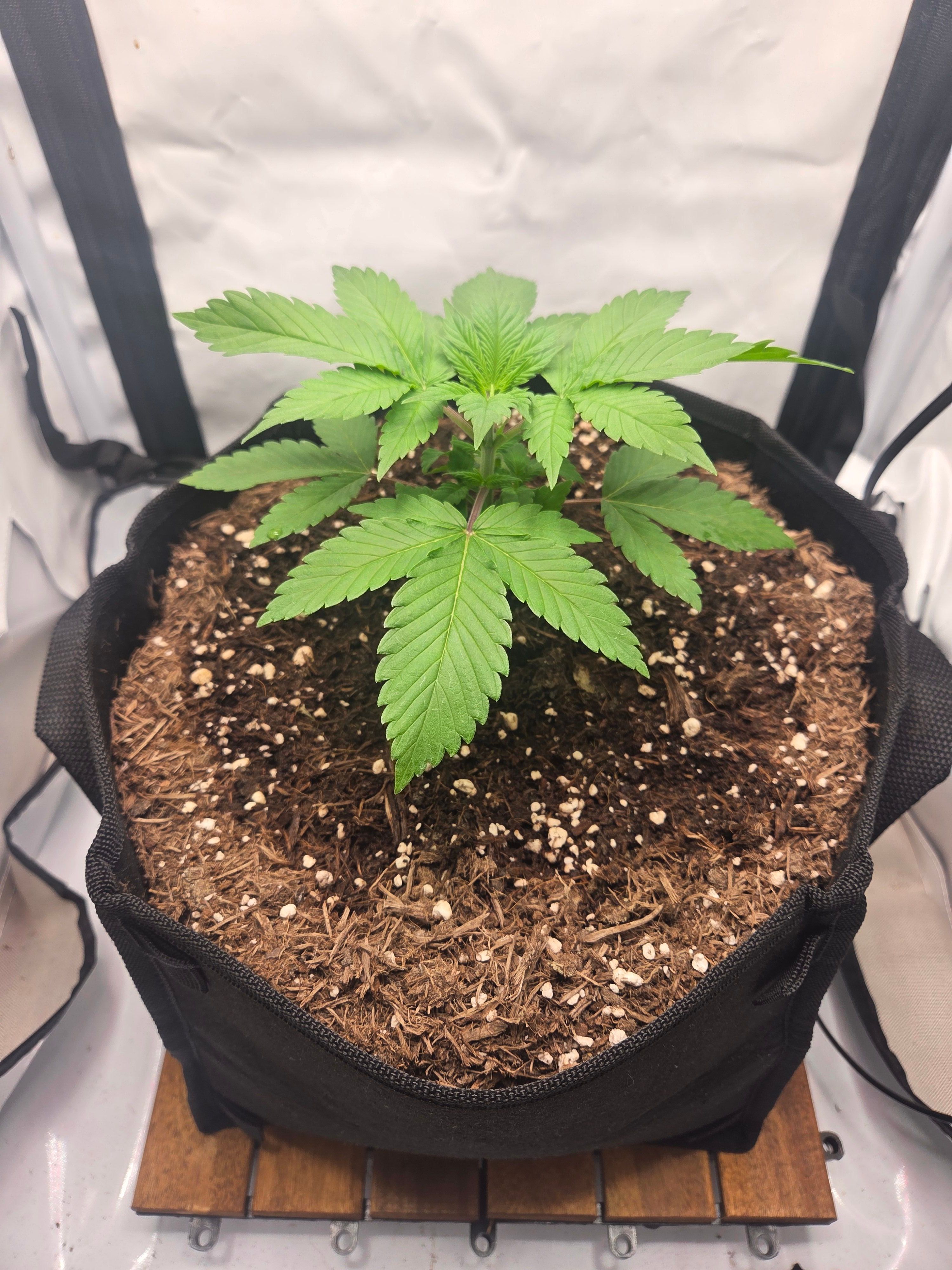 Biscotti πͺβοΈ growlog photo 18