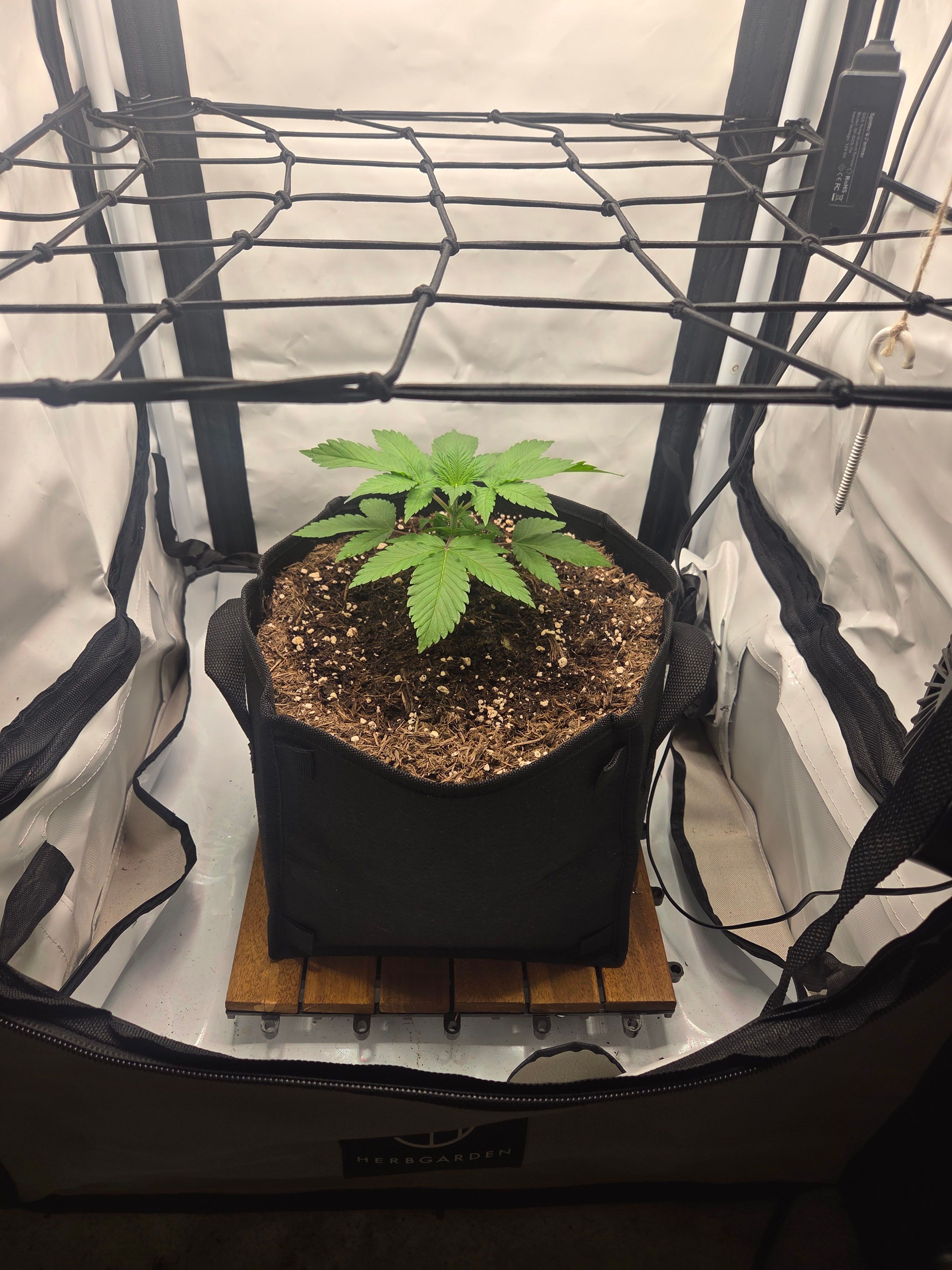 Biscotti πͺβοΈ growlog photo 17