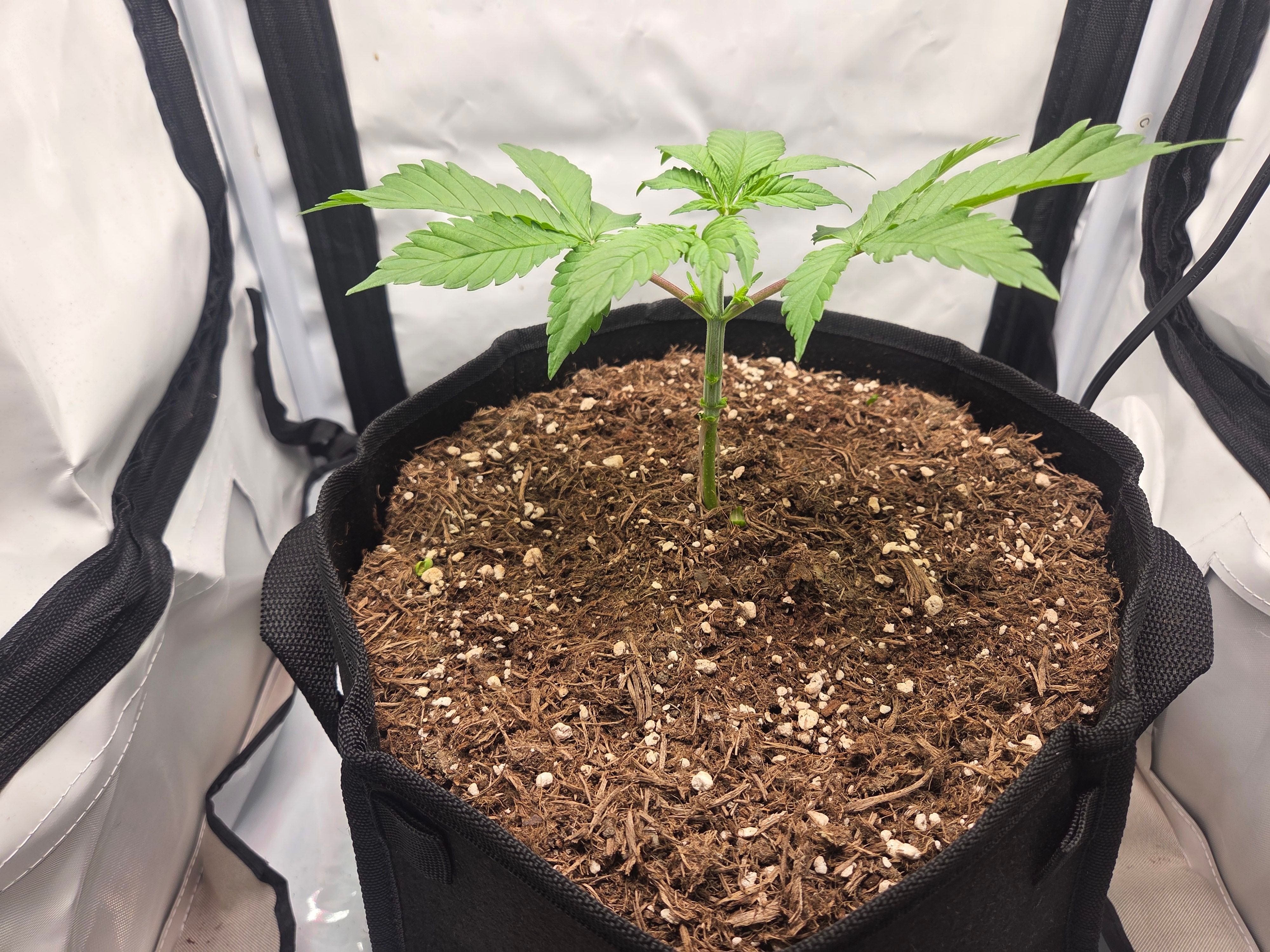Biscotti πͺβοΈ growlog photo 19