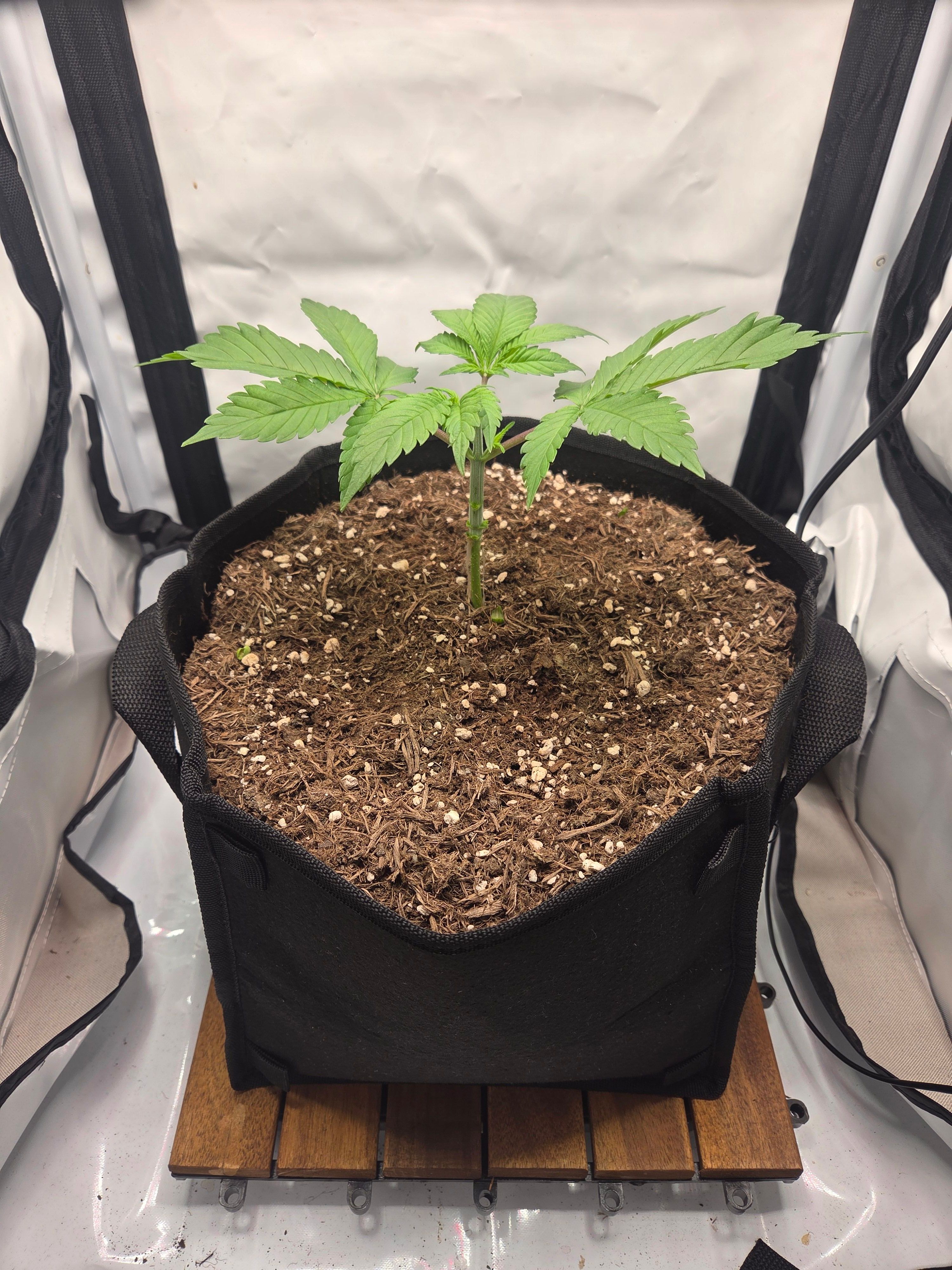 Biscotti πͺβοΈ growlog photo 20